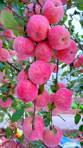 Japanese fuji apple super - fuji,