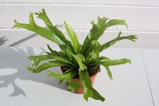 🌿 Asplenium Nidus