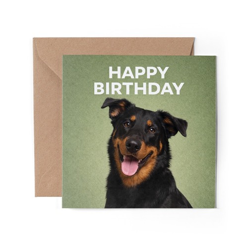 Beauceron dog greeting - beauceron,