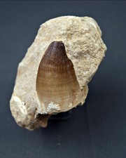 Mosasaur - Fossil tooth -