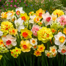 Daffodil Flower Bulbs 12 Bulb