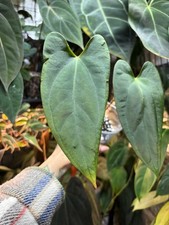 Anthurium Mr Worldwide x
