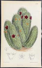 Curtis - Cactus [Trichocaulon