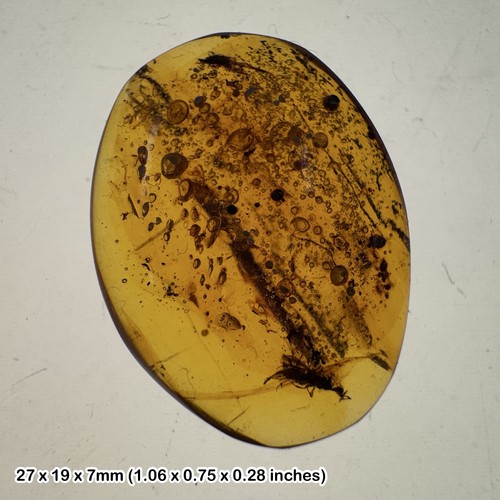 Burmese cretaceous amber with