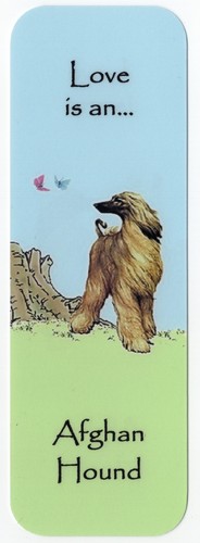 Afghan hound dog - hound, beautiful