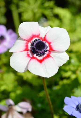 Anemone bicolor duet - anemone,