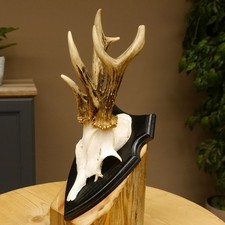 Abnormal Deer Antlers