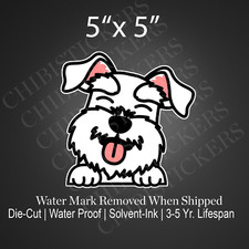 White Miniature Schnauzer Dog