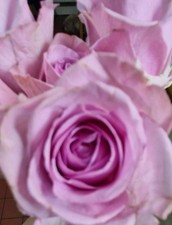 Blue Moon Rose Cuttings X2