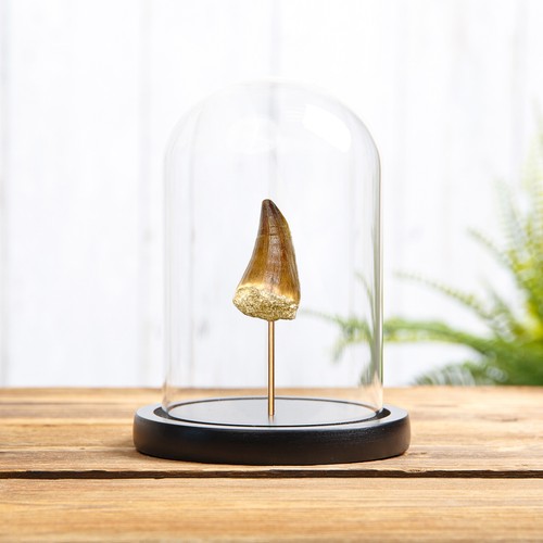 Taxidermy mosasaur dinosaur - taxidermy,