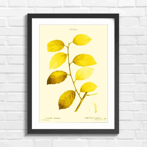 Botanical willow branch - botanical,