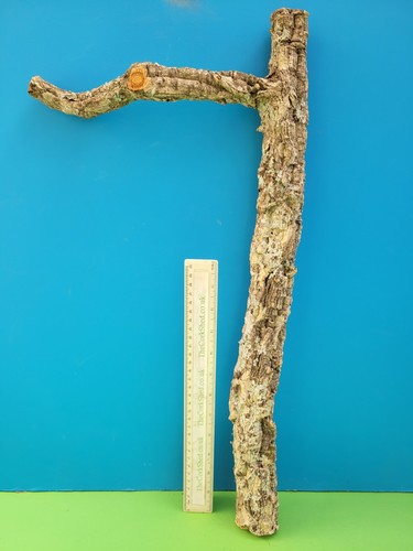Cork bark branch 56cm snake - bark,