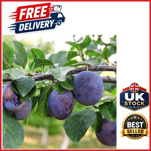 Prunus black amber mini fruit - amber,
