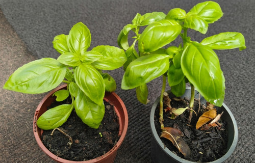 Organic basil plants - 4x,