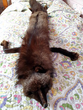 Vintage 40's fox fur stole, 40's events, real fur with clip, 