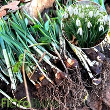 100 single snowdrops quality - snowdrops,