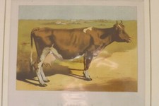 VINTAGE ENGRAVING A STUDY TITLED SHORTHORN BULL IRONCLAD COW 40cm x 34cms P1768