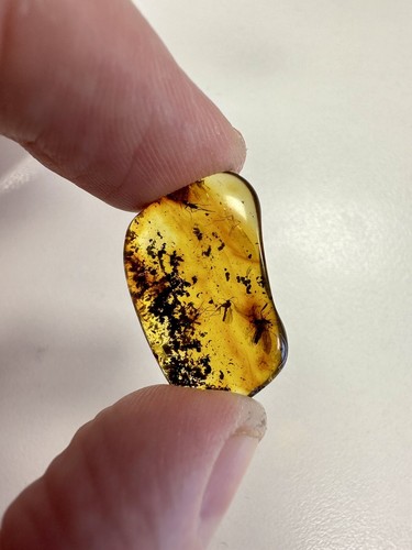 Baltic amber with multiple - with,