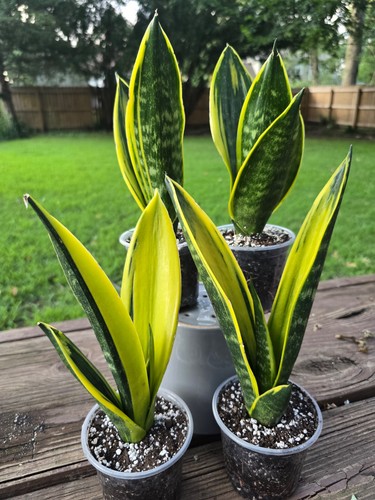 Sansevieria golden flame snake - sansevieria,