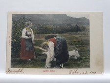 Vintage Postcard, Goat Milking (12F)