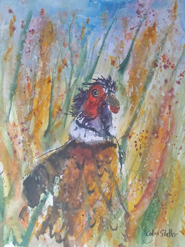 Wild cock pheasant - wild, a3