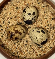 Coturnix Eggs 6