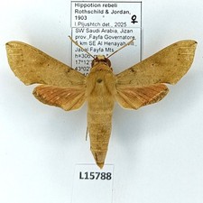 Sphingidae, Hippotion rebeli