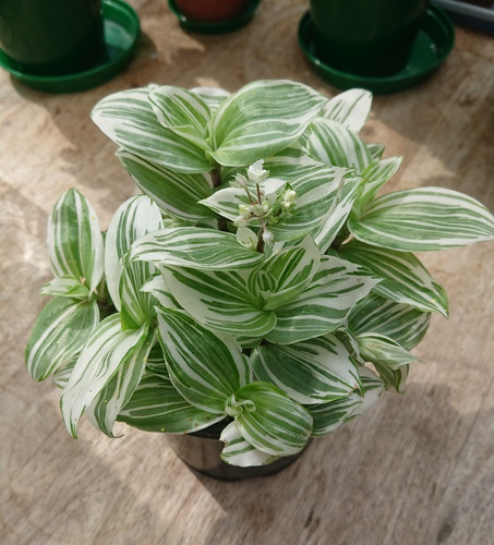 Tradescantia brightness 13cm - tradescantia, |