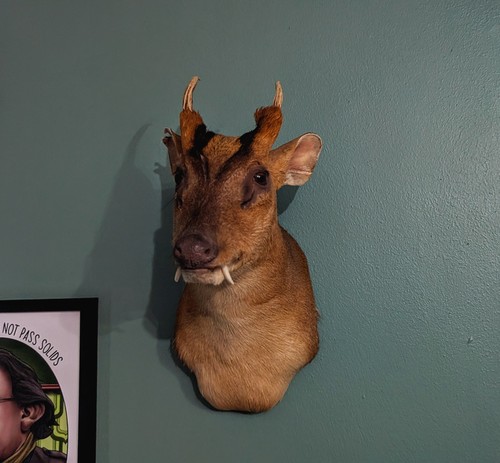 Taxidermy muntjac skulls - taxidermy, muntjac,