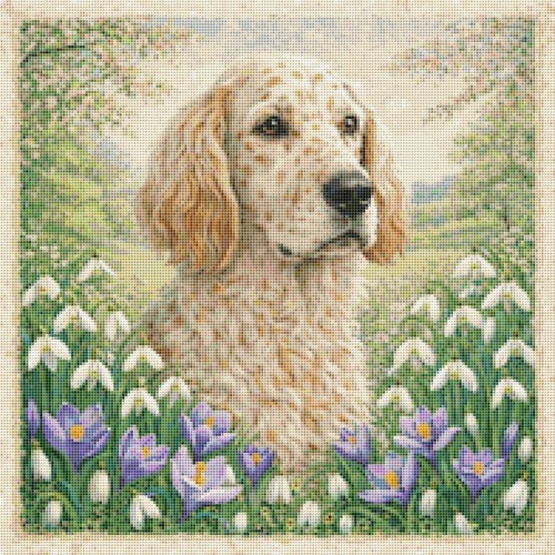 English setter puppy - english,