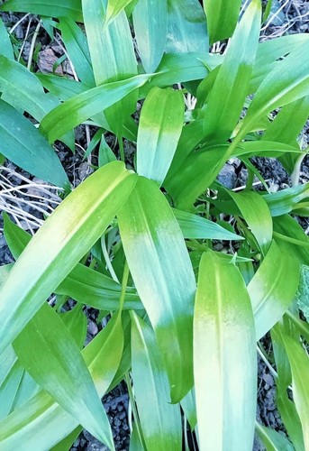 Pack wild garlic bulbs - 15,