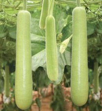 🌿Rare Dudhi/Cucuzzi/Lau/Bottle Gourd Low-Seed Flesh Variety –7 Seeds UK Seller