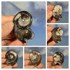 Six Goniatite Polished Fossils. Job lot of Six Items. Boxed with info card.