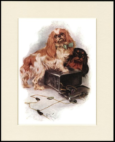 Cavalier king charles spaniel - king,