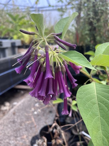 Iochroma cyaneum purple - cyaneum, ‘purple