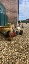 Pekin Bantam Mixed Colours(