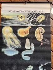VINTAGE SCHOOL WALL CHART / PAPER ROLL UP / BIOLOGY / SEA CREATURES / ZOOLOGY