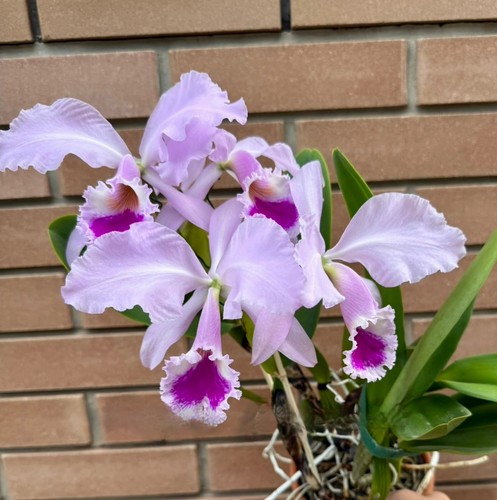 Cattleya warneri santa - cattleya, 'santa