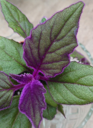 Gynura aurantiaca - |, 💜