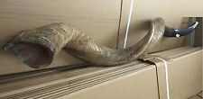 Amazing Kudu Yemenite SHOFAR