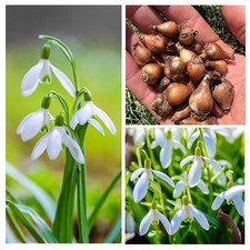 SNOWDROP BULBS 100  (Galanthus Nivalis) spring flowering bulbs plant