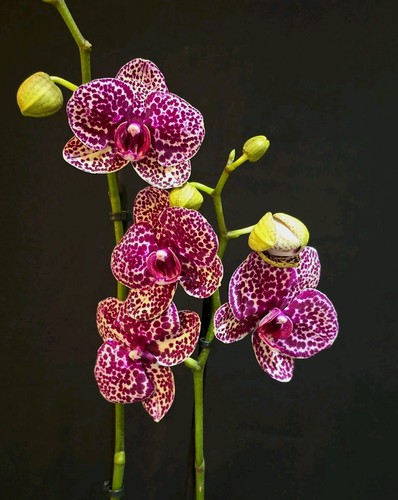 Phalaenopsis wild cat - ‘wild, 2