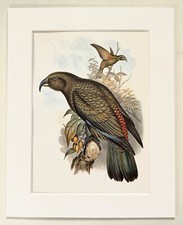Australian KEA PARROT - Mounted John Gould Bird Print 1960 Book Plate
