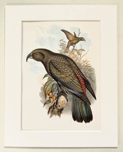 Australian kea parrot - australian,