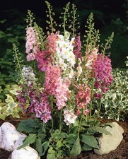 12 x Verbascum Phoeniceum Mix