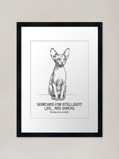 The Radar Dish - Sphynx Cat