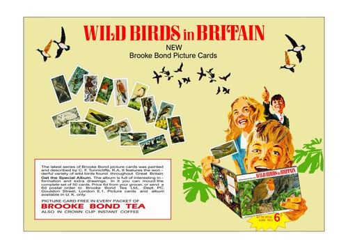 Brooke bond advert adobe - bond, advert.