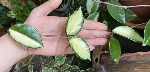 Hoya carnosa tricolour - hoya,