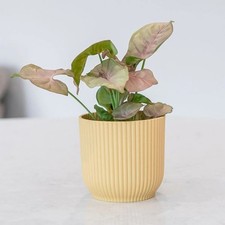 6cm Pot 8cm Tall Syngonium Bottle Garden Terrarium Plant Arrowhead House Plant