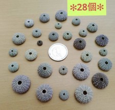 sea urchin shell from japan